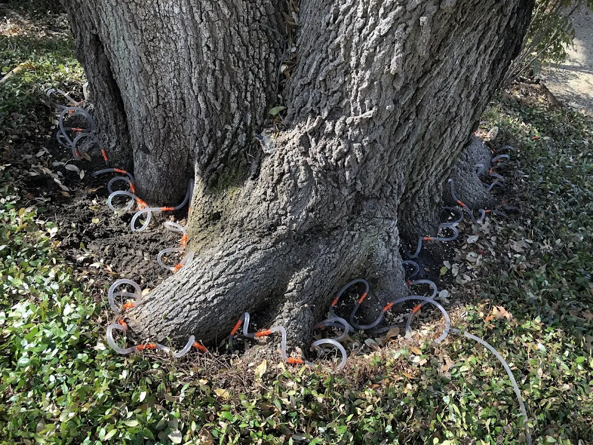 Detailed Tree Cabling and Bracing job site in Canvas