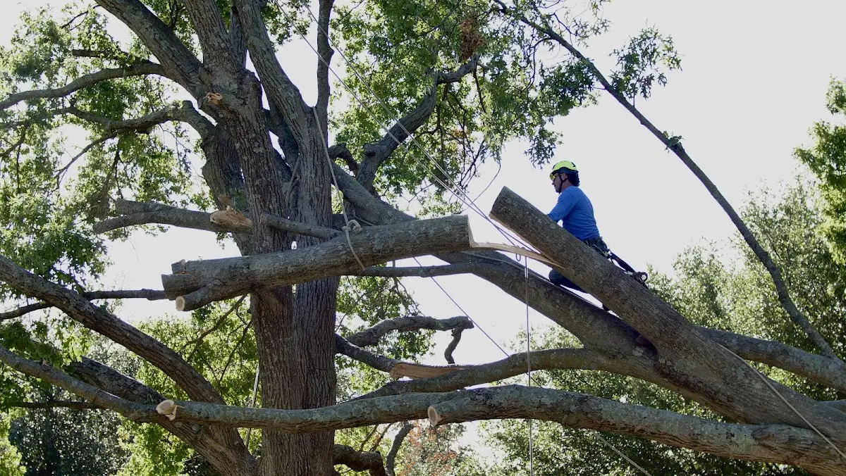 Professional Hazardous Tree Removal performed by certified arborists in Canvas