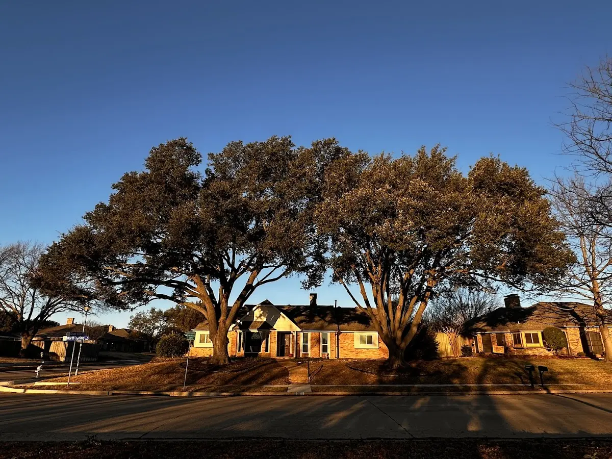 Established residential canopy tree shading a home in Canvas